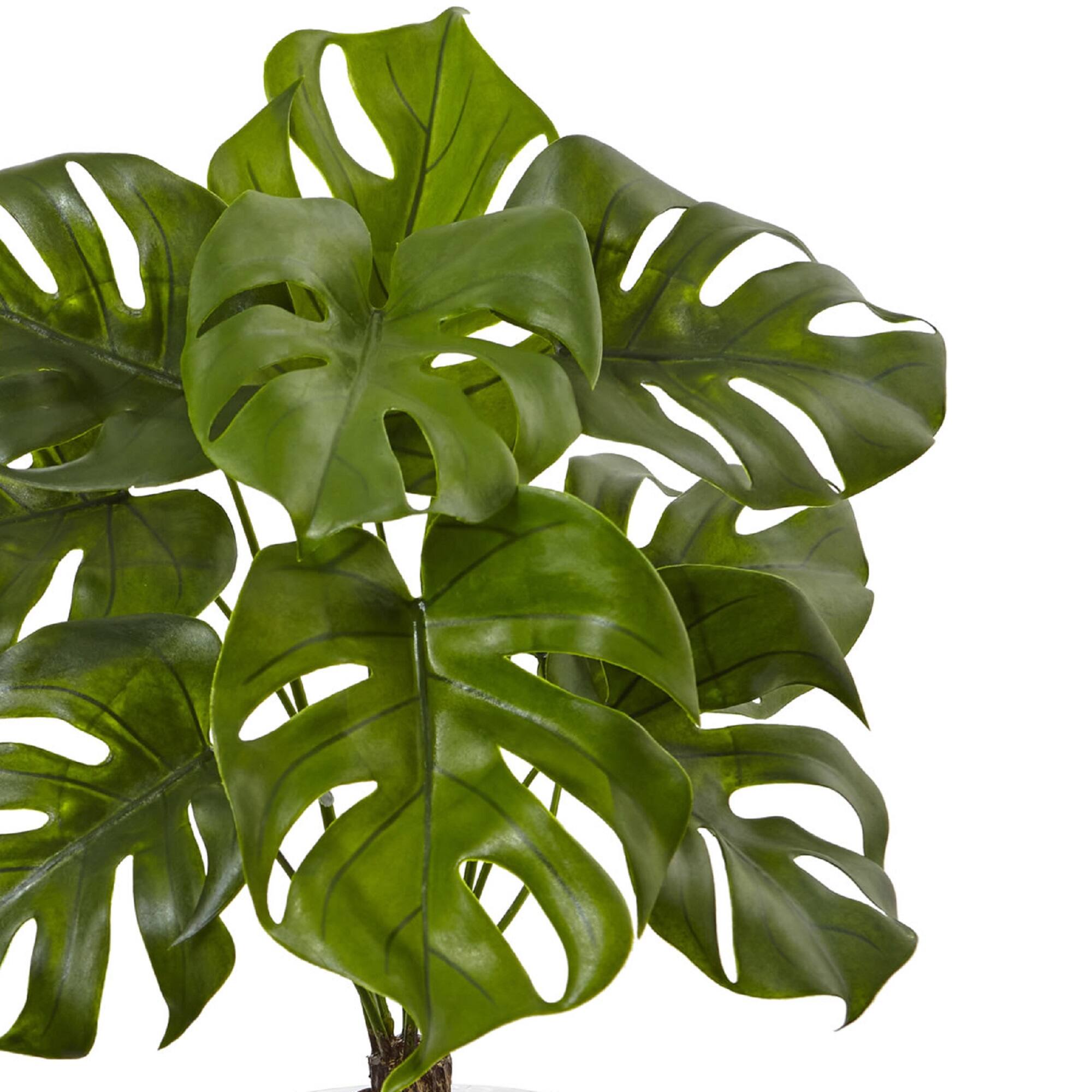 2ft. Monstera Plant in Glass Vase